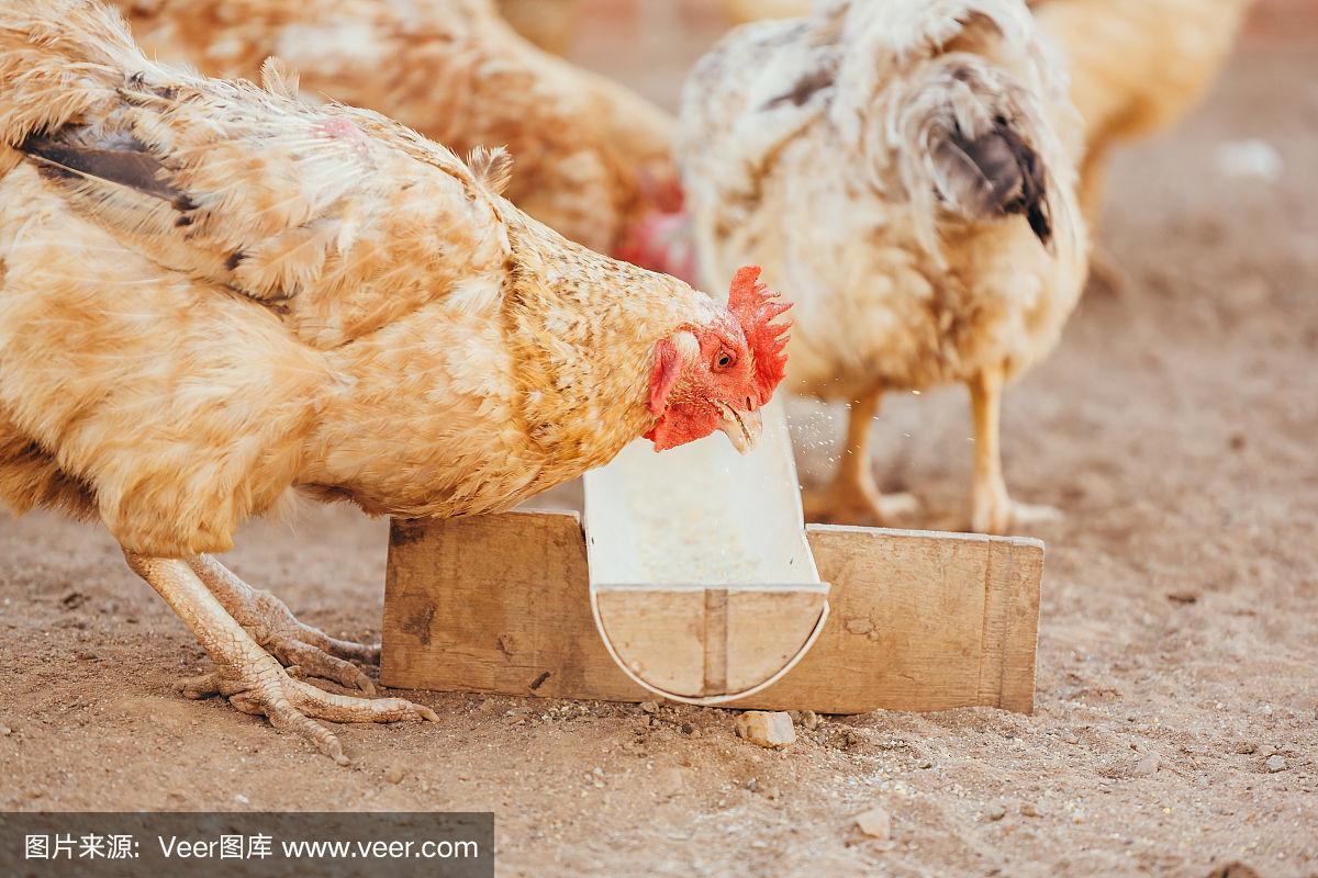 家禽饲养的鸡能吃吗？了解真相科学食用